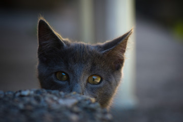Chaton