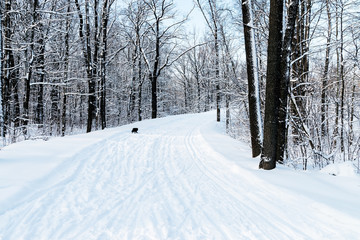 snowy road in the forest with ski tracks