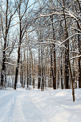 snowy road in the forest with ski tracks