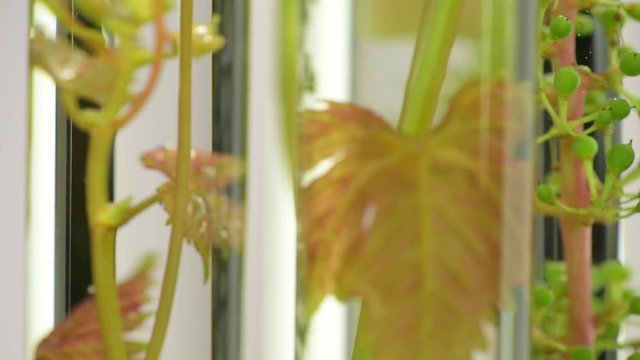 Oenology, young vine shoots in test tubes, Research Laboratory