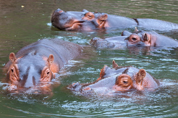 Nilpferde im See 