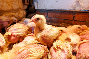 Broiler chickens in the barn