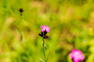 wild flowers and plants