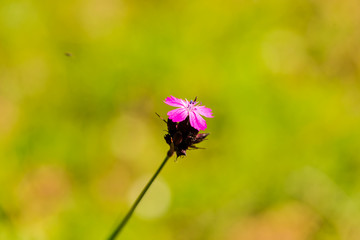 wild flowers and plants