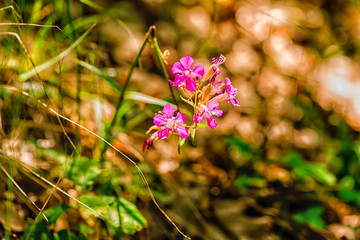 wild flowers and plants