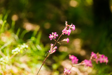 wild flowers and plants