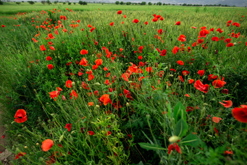 Obraz premium red wild flowers