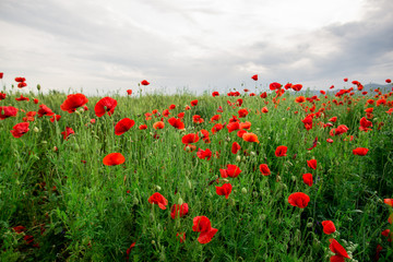 red wild flowers