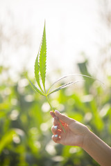 Girl's hand holding a marijuana leaf on a background of blue sky