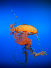 Lonely the adult sea jellyfish poisonous tentacles floats in water on a blue background