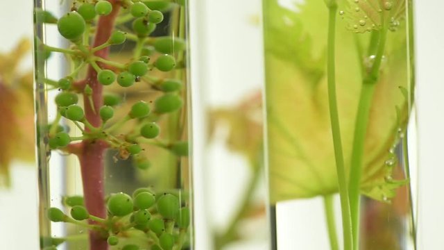 Oenology, young vine shoots in test tubes, Research Laboratory