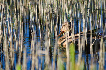 Lonely duck
