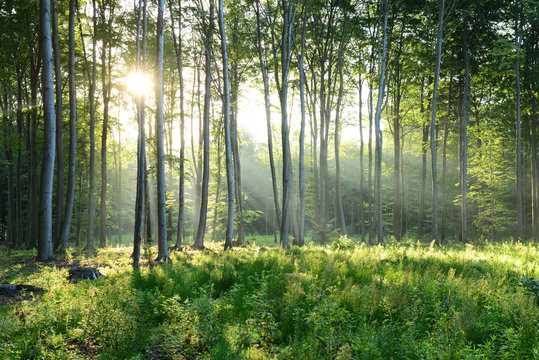 Fototapeta Morning in the forest