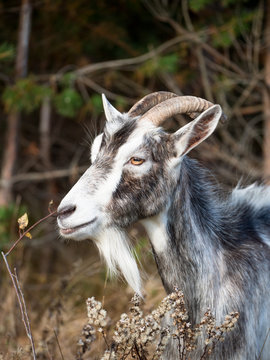 Image of domestic goat close up on a background of grass and trees