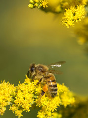 Honey bee on yellow flowers and collecting pollen. Close-up image