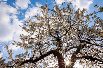 Frühling mit Kirschblüte, Sonne und blauer Himmel