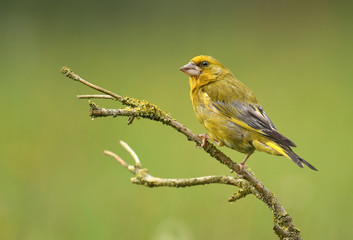 Greenfinch bird (Chloris chloris)