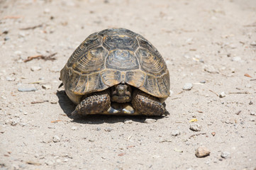 Tortoise on the path