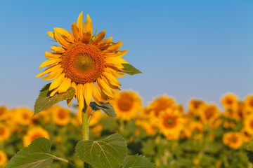 sunflower field over cloudy blue sky and bright sun lights