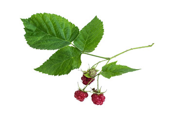 Rubus idaeus (raspberry) on a white background