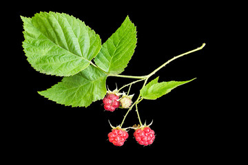 Medicinal plant Rubus idaeus (raspberry) on a black background