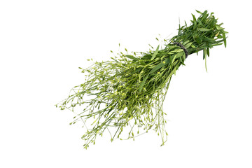 Medicinal plant Stellaria holostea on a white background