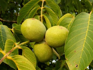 Immature walnuts on walnut tree in garden