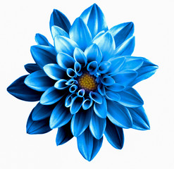 Obraz premium Surreal dark chrome blue flower dahlia macro isolated on white