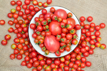 Harvest of tomatoes