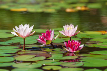 Waterlily in garden pond