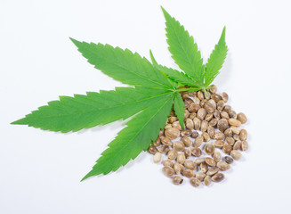 Cannabis leaf and seeds isolated on white. Close Up.