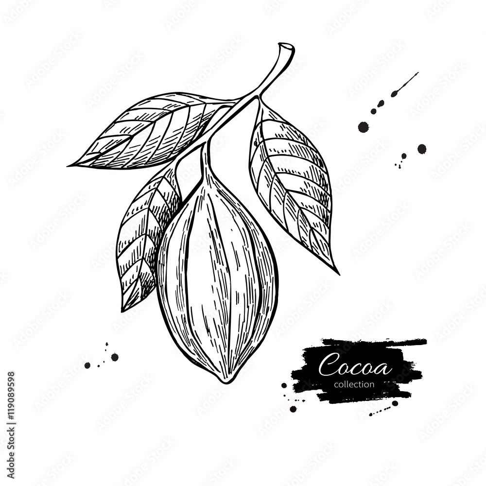 Wall mural cocoa branch vector superfood drawing. isolated hand drawn