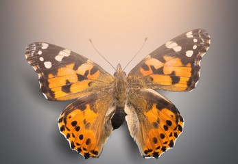 Fototapeta na wymiar Butterfly.