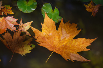 Leaves Floating in a Puddle in a City Park