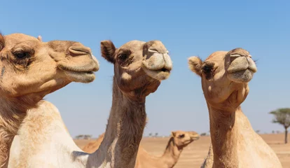 Papier Peint photo Lavable Chameau chameaux dans le désert