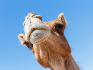 camels in the desert