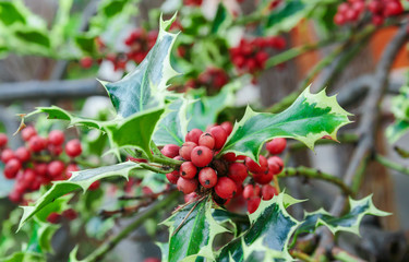 Holly branches with fruits (Ilex aquifolium)