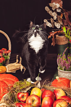 Black and white cat among autumn vegetables