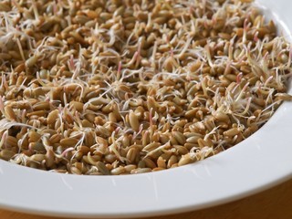 Sprouted rye