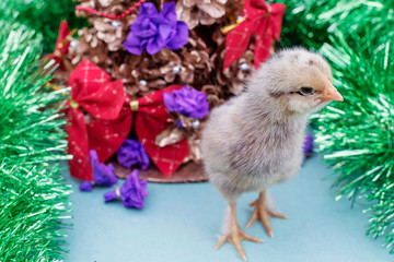 Greeting card with symbol of 2017. Young rooster - a symbol of new year 2017. Animal, bird, poultry.