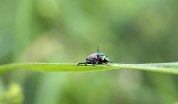 insect in korea