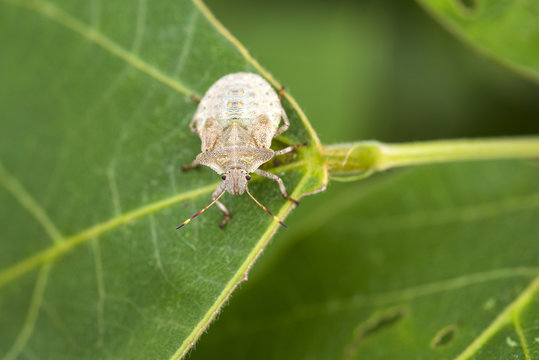 insect in nature