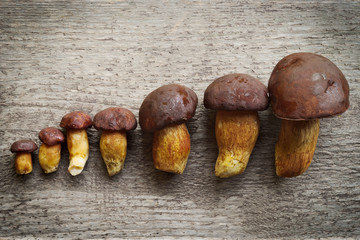 Top view of pine bolete (Boletus pinophilus) mushrooms collection arranged in row from small to big. Still life photo.