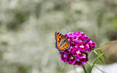 Schmetterling auf einer Blüte