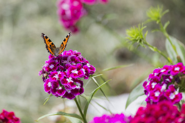 Schmetterling auf einer Blüte