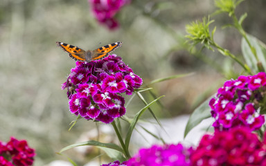 Schmetterling auf einer Blüte