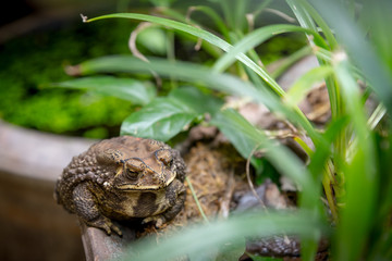 Common Toad on dried pond