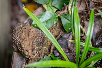 Common Toad on dried pond