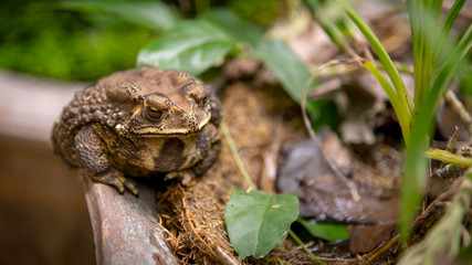 Common Toad on dried pond