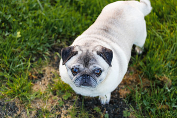 Fototapeta premium Curious staring pug